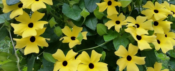 Thunbergia