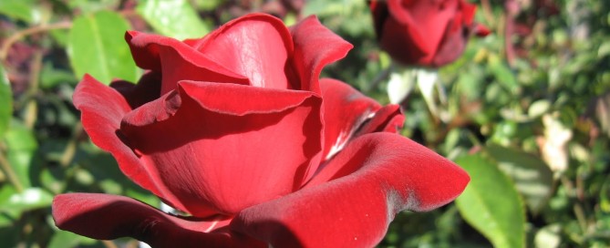 Ingrid Bergman rose