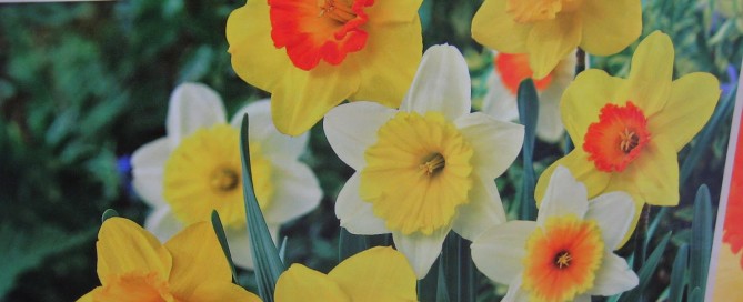 Daffodils