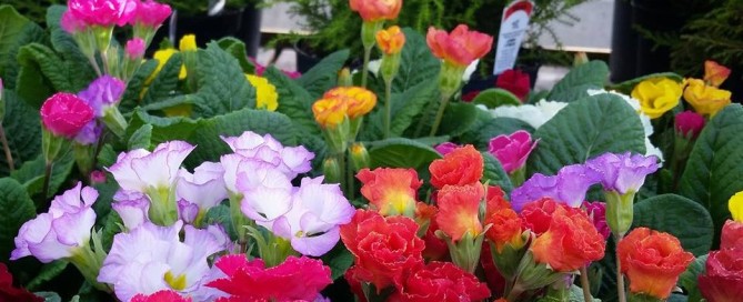 Primroses at Vander Giessen Nursery