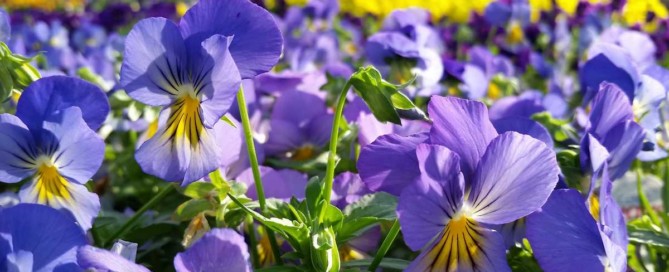 Pansies