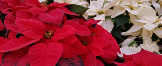 Poinsettia