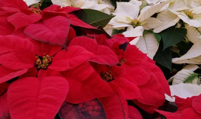 Poinsettia