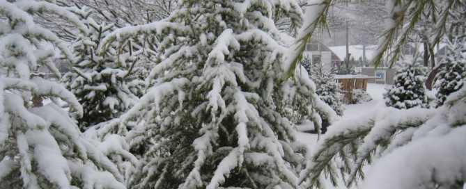 Snow on Trees