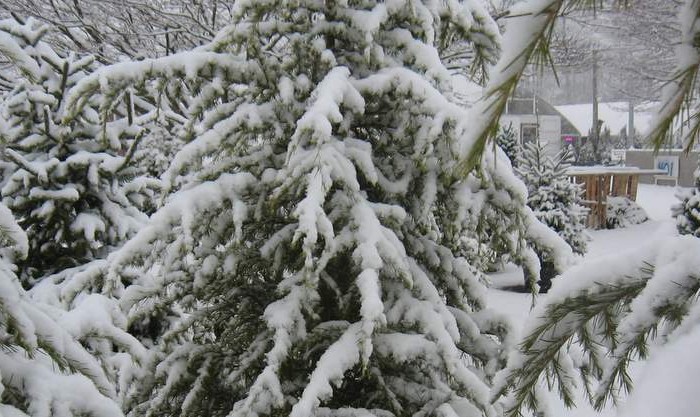 Snow on Trees