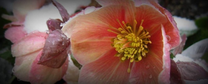 Hellebore