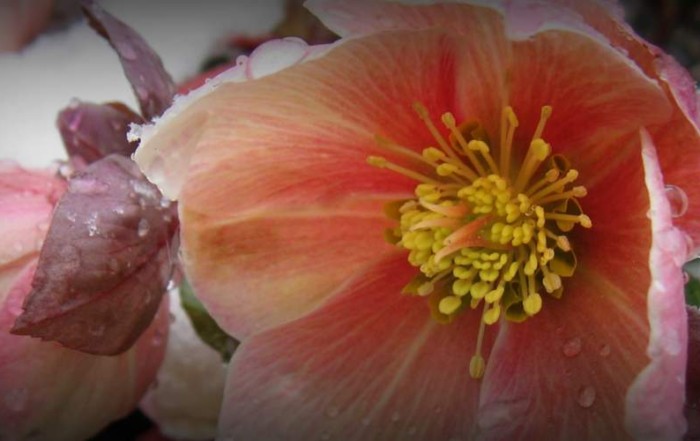 Hellebore