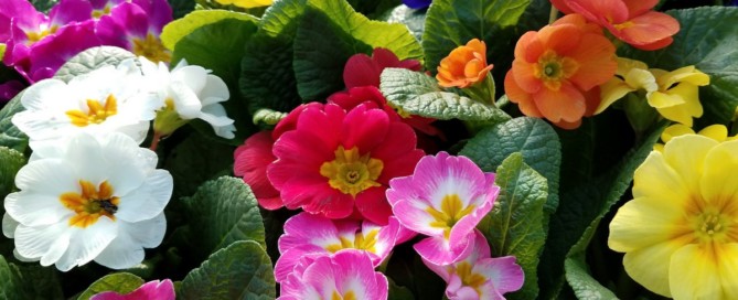 Primroses