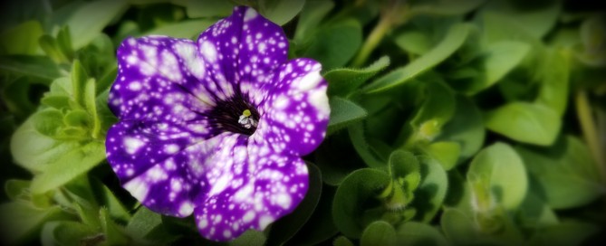 Night Sky Petunia