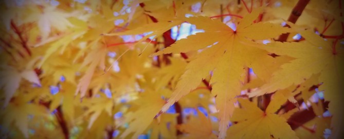 Coral Bark Maple