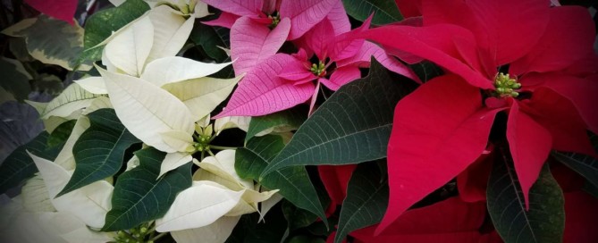 Poinsettias