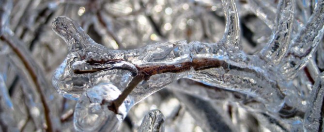 Ice on Trees