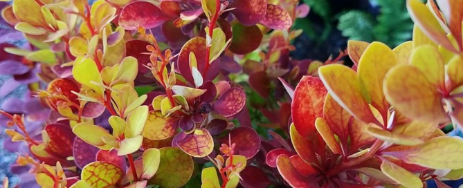 Orange Torch Barberry