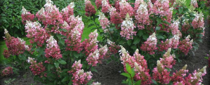 Pinky Winky hydrangea