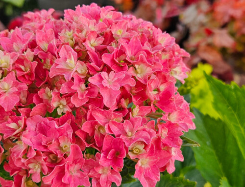 Fresh Hydrangeas for Summer Color